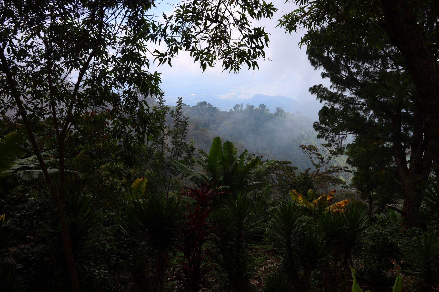 Cafetal de altura entre neblina en las montañas de Honduras