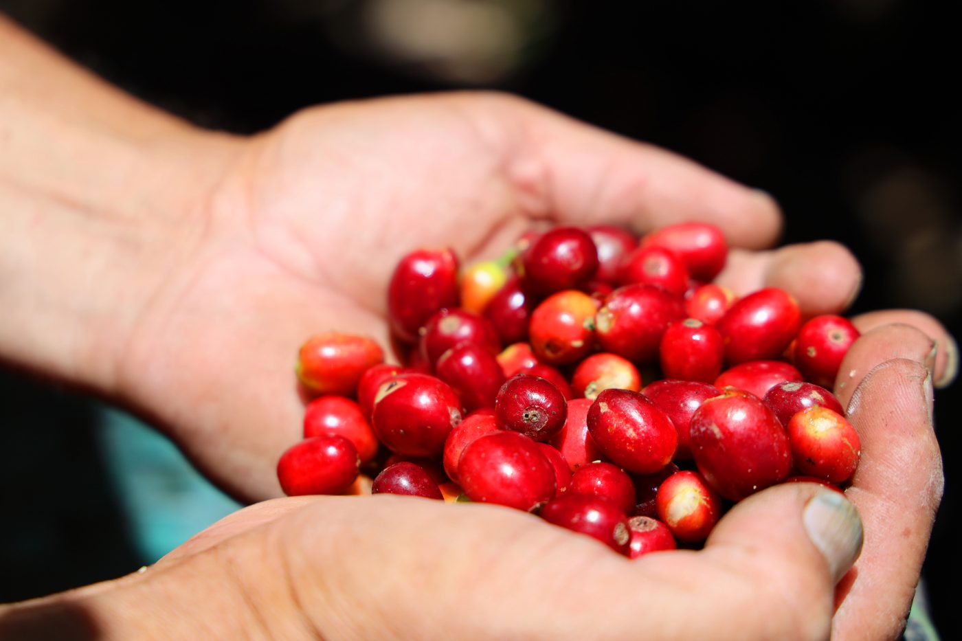 Manos de un caficultor hondureño sosteniendo cerezas de café maduras