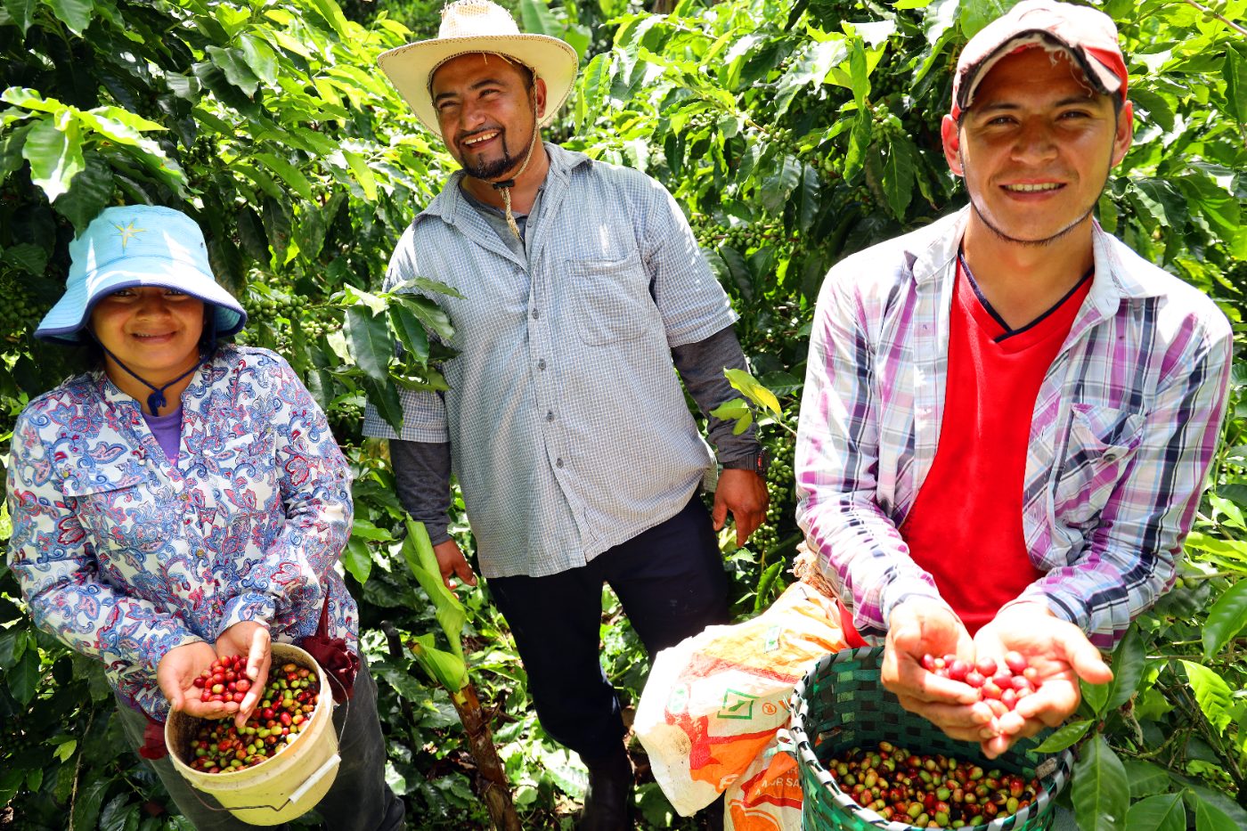 Tres caficultores hondureños con canastas de cerezas de café recién cortadas