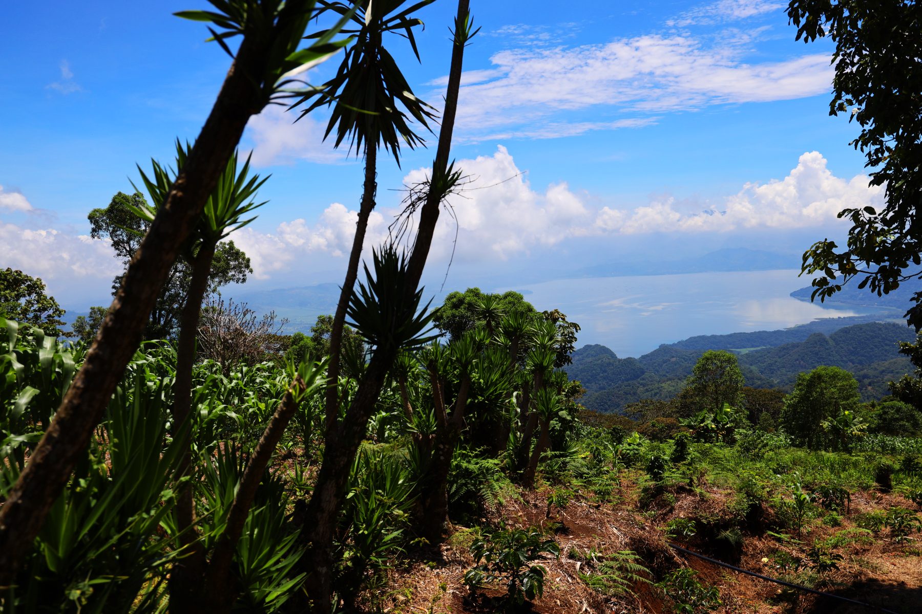 Vista de las montañas cafetaleras de Honduras